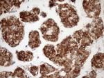 STOML2 Antibody in Immunohistochemistry (Paraffin) (IHC (P))