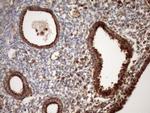 STOML2 Antibody in Immunohistochemistry (Paraffin) (IHC (P))