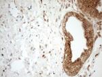 ZNF69 Antibody in Immunohistochemistry (Paraffin) (IHC (P))