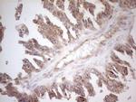 ZNF69 Antibody in Immunohistochemistry (Paraffin) (IHC (P))