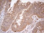 ZNF69 Antibody in Immunohistochemistry (Paraffin) (IHC (P))