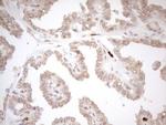 ZNF69 Antibody in Immunohistochemistry (Paraffin) (IHC (P))