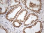 ZNF69 Antibody in Immunohistochemistry (Paraffin) (IHC (P))