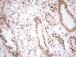 RGL2 Antibody in Immunohistochemistry (Paraffin) (IHC (P))