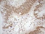 RGL2 Antibody in Immunohistochemistry (Paraffin) (IHC (P))