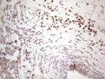 BTBD10 Antibody in Immunohistochemistry (Paraffin) (IHC (P))