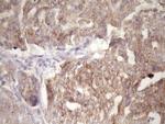 PIN4 Antibody in Immunohistochemistry (Paraffin) (IHC (P))