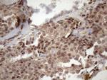 TDG Antibody in Immunohistochemistry (Paraffin) (IHC (P))