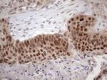 TDG Antibody in Immunohistochemistry (Paraffin) (IHC (P))