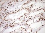 EXOSC1 Antibody in Immunohistochemistry (Paraffin) (IHC (P))