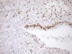 EXOSC1 Antibody in Immunohistochemistry (Paraffin) (IHC (P))