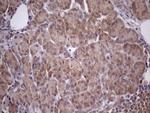 CHMP5 Antibody in Immunohistochemistry (Paraffin) (IHC (P))