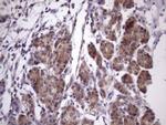 CHMP5 Antibody in Immunohistochemistry (Paraffin) (IHC (P))