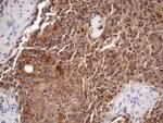 CHMP5 Antibody in Immunohistochemistry (Paraffin) (IHC (P))