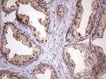 CHMP5 Antibody in Immunohistochemistry (Paraffin) (IHC (P))