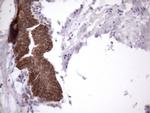 AMTN Antibody in Immunohistochemistry (Paraffin) (IHC (P))