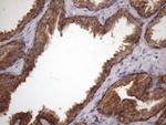 AMTN Antibody in Immunohistochemistry (Paraffin) (IHC (P))