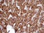 GLYAT Antibody in Immunohistochemistry (Paraffin) (IHC (P))