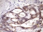 MCEE Antibody in Immunohistochemistry (Paraffin) (IHC (P))