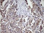 MCEE Antibody in Immunohistochemistry (Paraffin) (IHC (P))