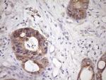 MCEE Antibody in Immunohistochemistry (Paraffin) (IHC (P))