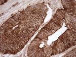 EPLIN Antibody in Immunohistochemistry (Paraffin) (IHC (P))