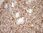 EPLIN Antibody in Immunohistochemistry (Paraffin) (IHC (P))