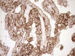 EPLIN Antibody in Immunohistochemistry (Paraffin) (IHC (P))