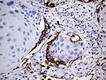 NAPSA Antibody in Immunohistochemistry (Paraffin) (IHC (P))