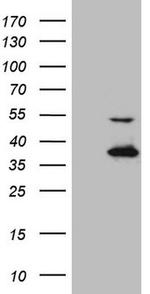 NAPSA Antibody in Western Blot (WB)
