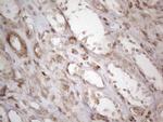 RBMS1 Antibody in Immunohistochemistry (Paraffin) (IHC (P))