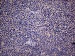 Endothelin 3 Antibody in Immunohistochemistry (Paraffin) (IHC (P))