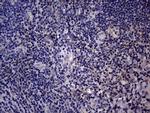 Endothelin 3 Antibody in Immunohistochemistry (Paraffin) (IHC (P))