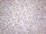 TDG Antibody in Immunohistochemistry (Paraffin) (IHC (P))