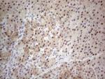 TDG Antibody in Immunohistochemistry (Paraffin) (IHC (P))