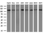 PARG Antibody in Western Blot (WB)