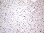 CNOT2 Antibody in Immunohistochemistry (Paraffin) (IHC (P))