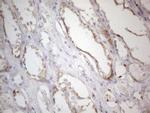 MRPL10 Antibody in Immunohistochemistry (Paraffin) (IHC (P))