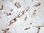 ASPDH Antibody in Immunohistochemistry (Paraffin) (IHC (P))