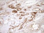 ASPDH Antibody in Immunohistochemistry (Paraffin) (IHC (P))