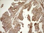 ASPDH Antibody in Immunohistochemistry (Paraffin) (IHC (P))