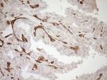 ASPDH Antibody in Immunohistochemistry (Paraffin) (IHC (P))