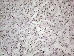 CWC27 Antibody in Immunohistochemistry (Paraffin) (IHC (P))