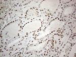 CWC27 Antibody in Immunohistochemistry (Paraffin) (IHC (P))