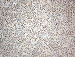 CWC27 Antibody in Immunohistochemistry (Paraffin) (IHC (P))