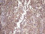 CIAPIN1 Antibody in Immunohistochemistry (Paraffin) (IHC (P))