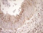 TRIM56 Antibody in Immunohistochemistry (Paraffin) (IHC (P))