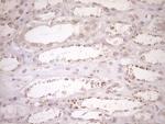 TRIM56 Antibody in Immunohistochemistry (Paraffin) (IHC (P))