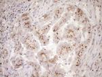 TRIM56 Antibody in Immunohistochemistry (Paraffin) (IHC (P))