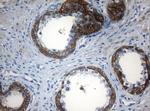 ZNF394 Antibody in Immunohistochemistry (Paraffin) (IHC (P))